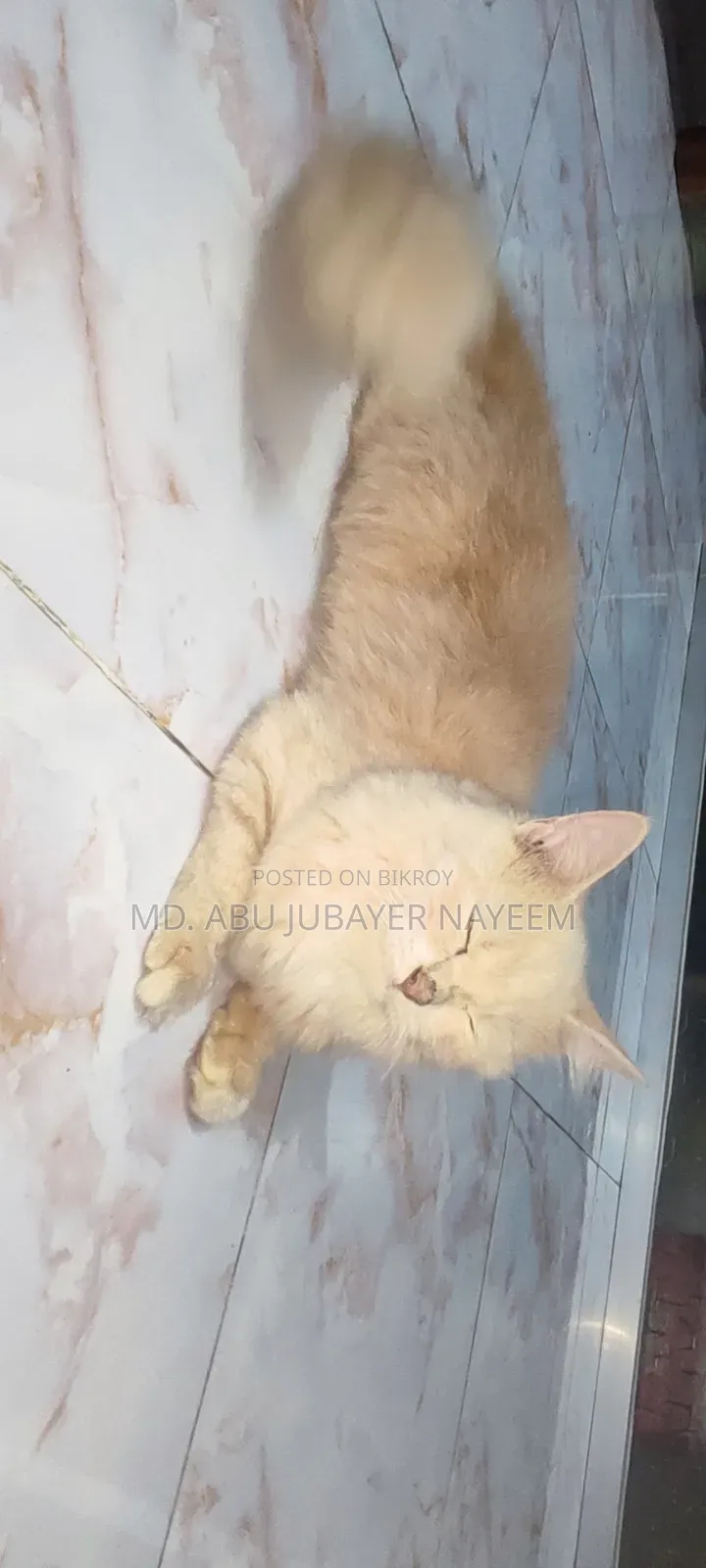 ৩-৬ মাসের ফিমেল পিউরব্রেড মংগ্রেল (নো ব্রিড)