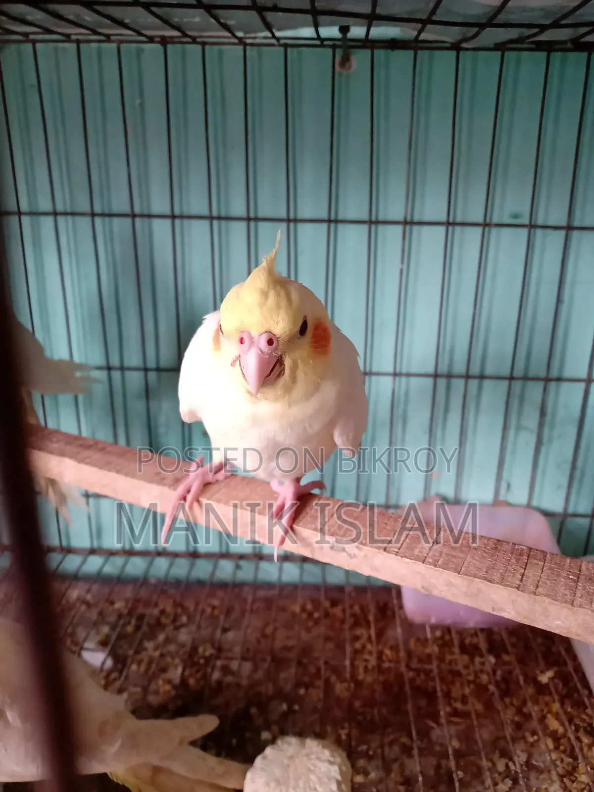 Cockatiel Bird