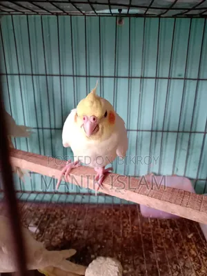 Cockatiel Bird