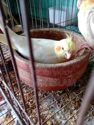 Cockatiel Bird