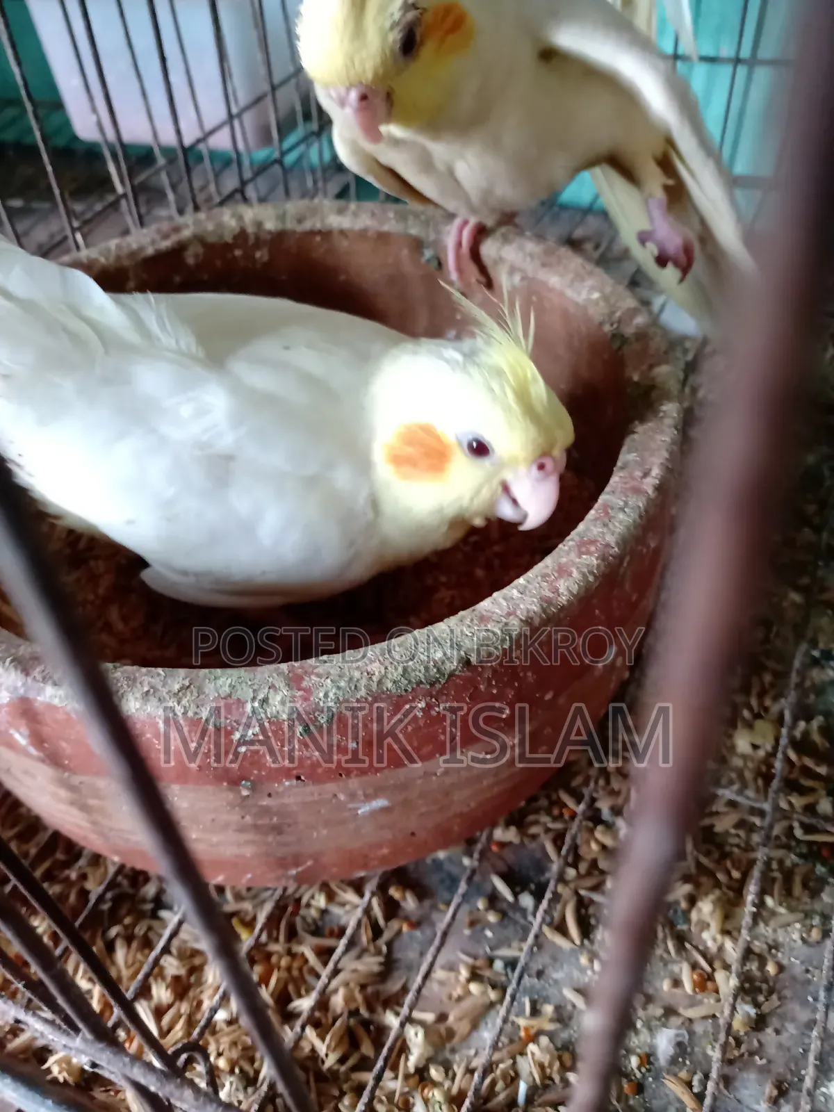 Cockatiel Bird