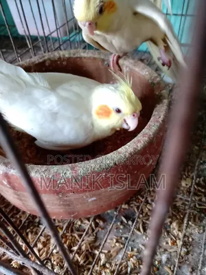 Cockatiel Bird