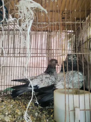 2 Pairs and 1 Girbaz Pigeon 3 Months Old (All 3-4 Months)