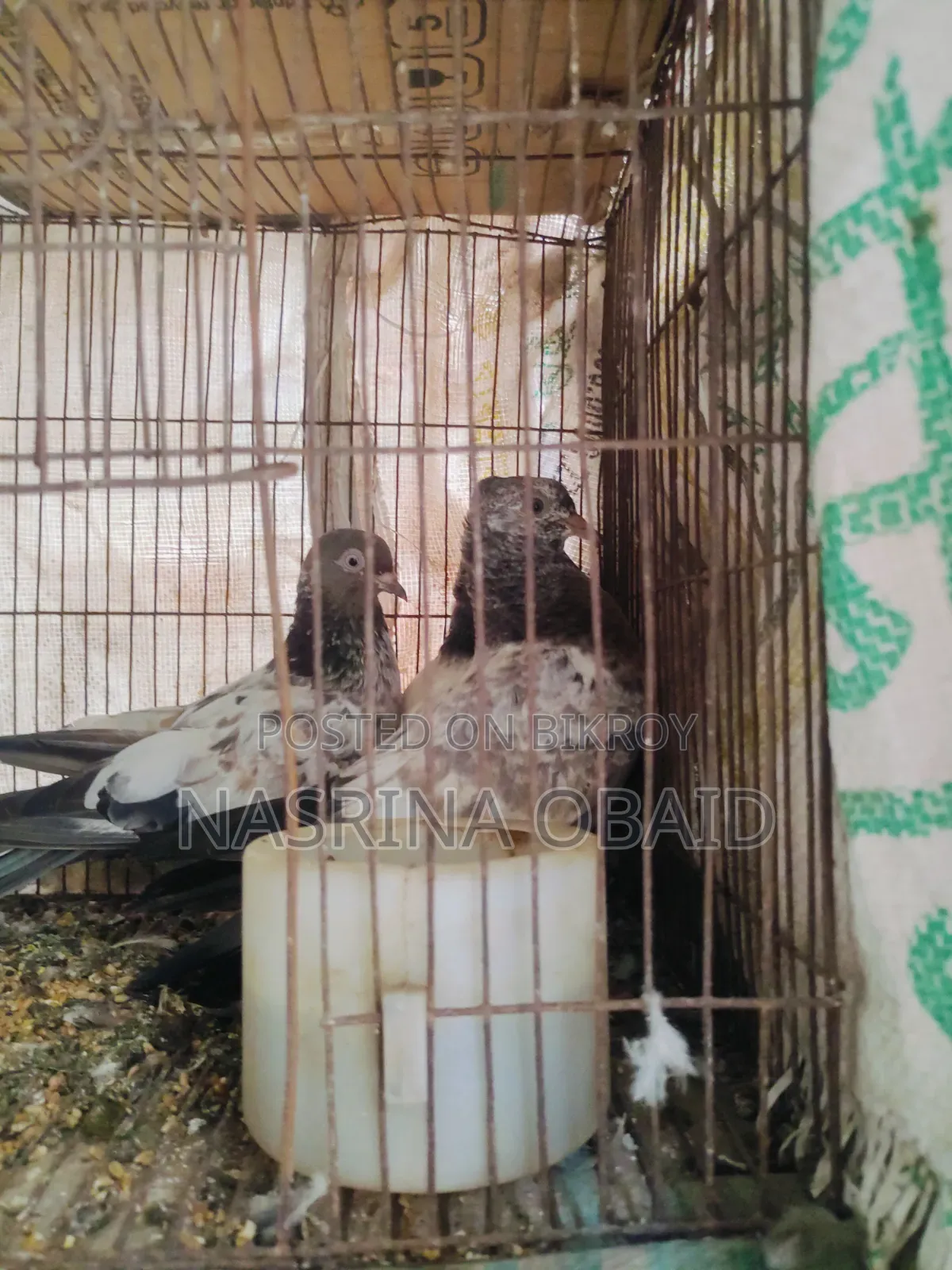 2 Pairs and 1 Girbaz Pigeon 3 Months Old (All 3-4 Months)