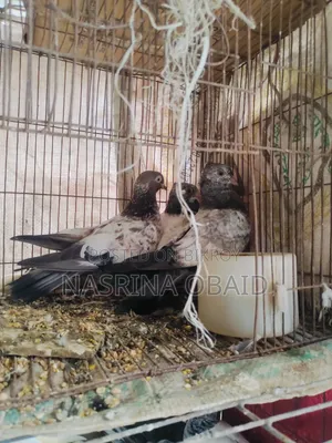 2 Pairs and 1 Girbaz Pigeon 3 Months Old (All 3-4 Months)