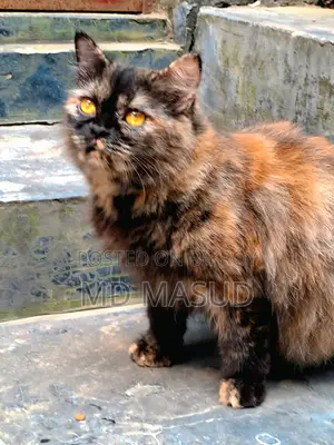 ১+ বছরের ফিমেলে পিউরব্রেড পারসিয়ান