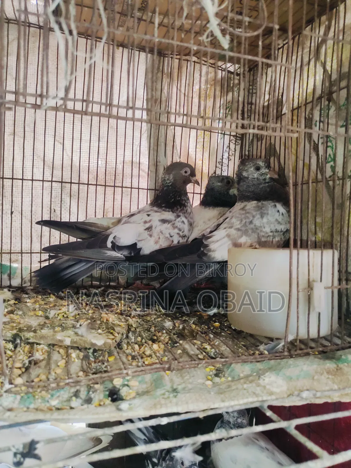 2 Pairs and 1 Girbaz Pigeon 3 Months Old (All 3-4 Months)