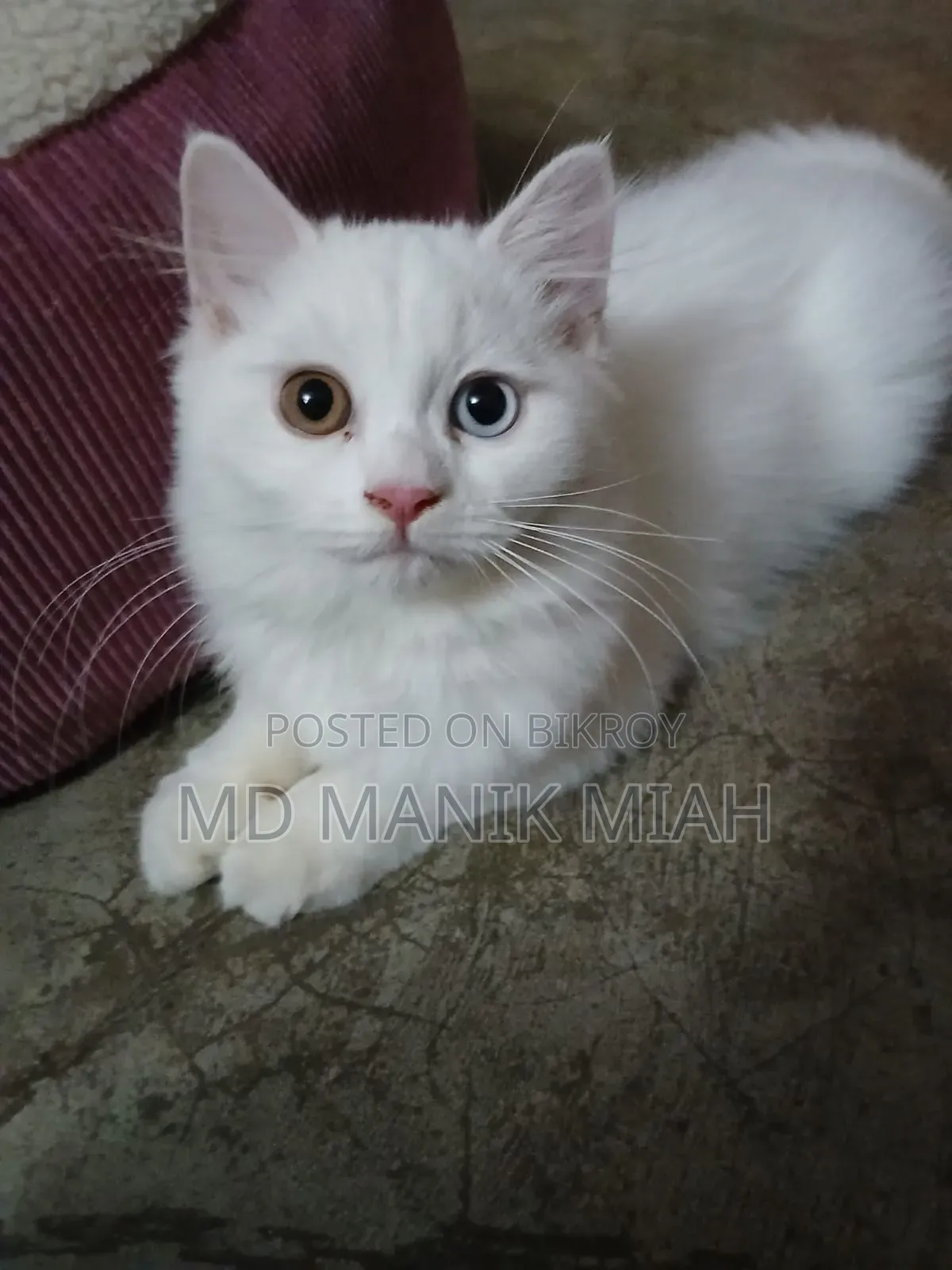 3-6 months Female Purebred Persian