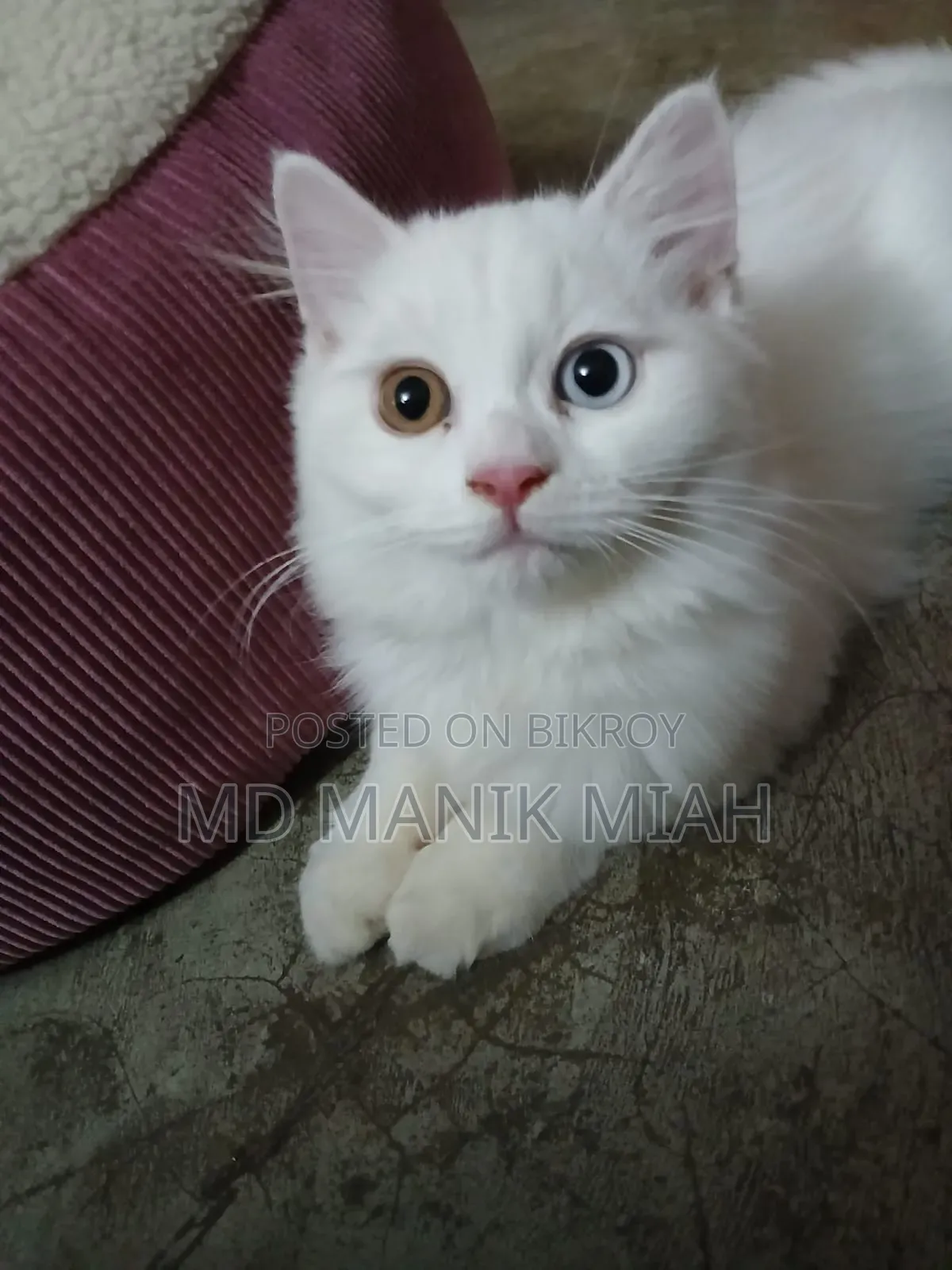 3-6 months Female Purebred Persian