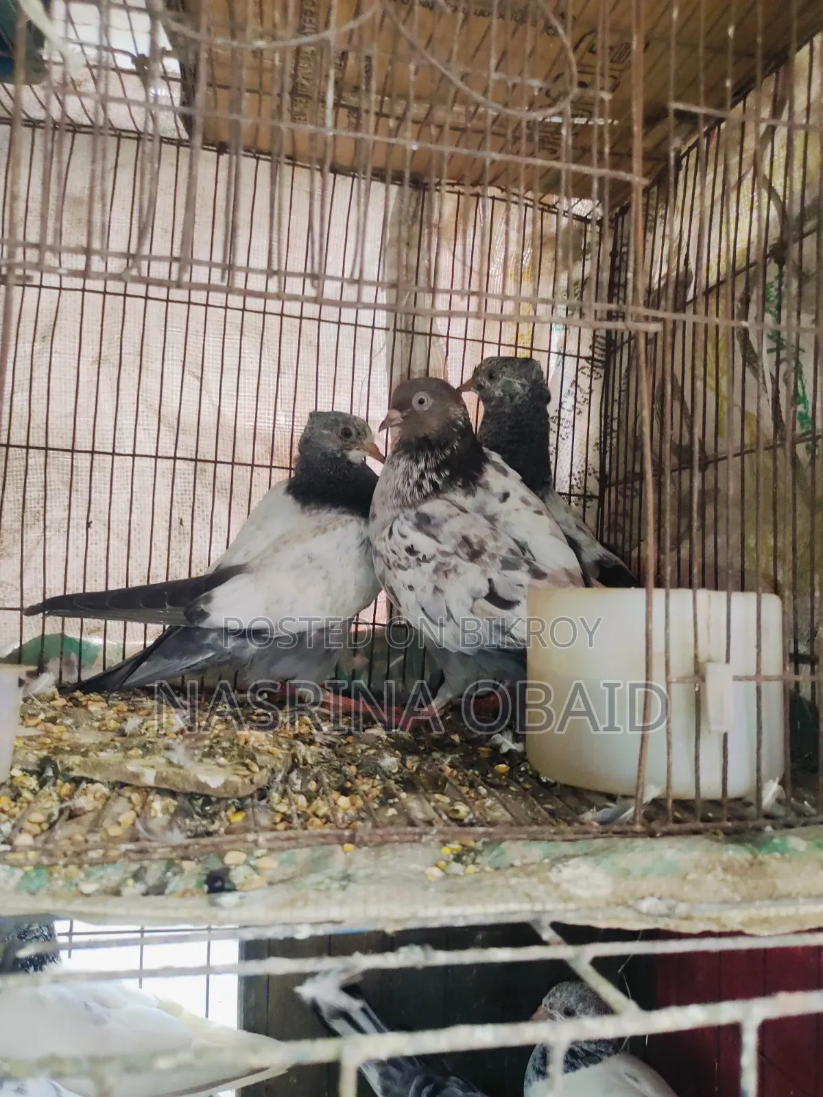 2 Pairs and 1 Girbaz Pigeon 3 Months Old (All 3-4 Months)