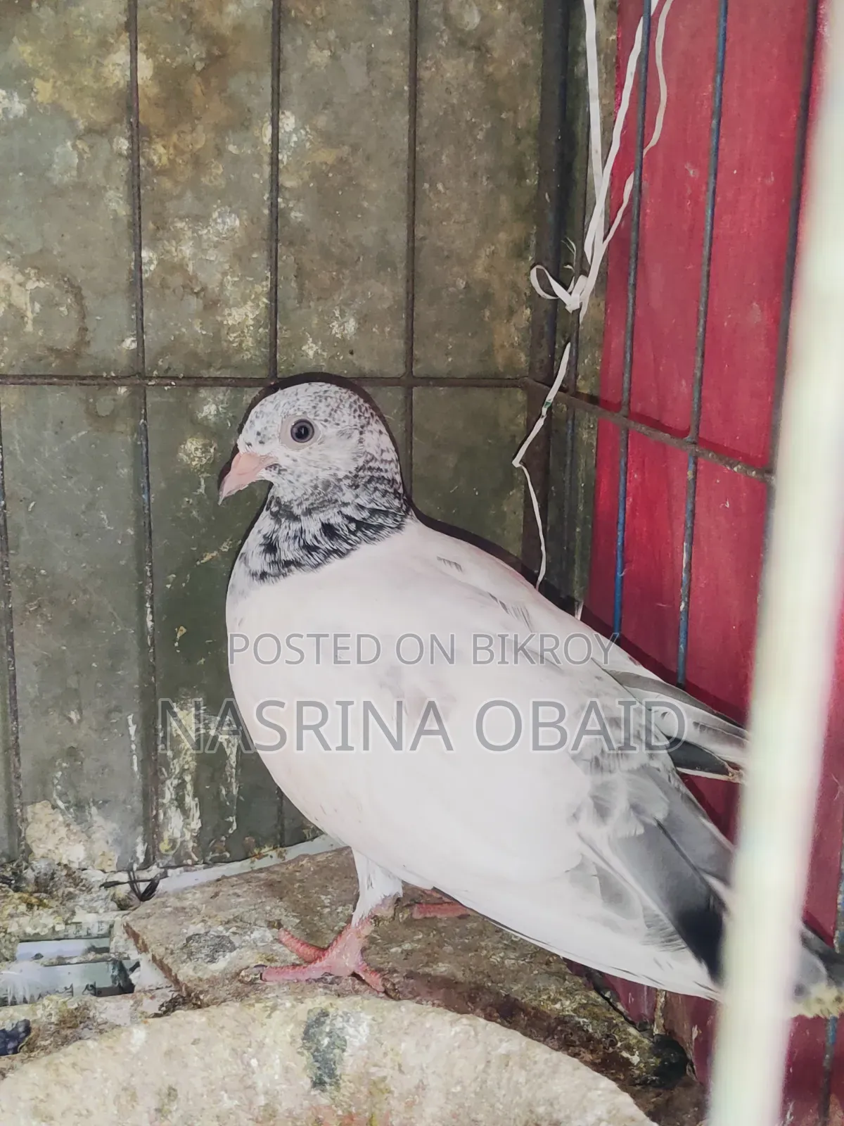 2 Pairs and 1 Girbaz Pigeon 3 Months Old (All 3-4 Months)