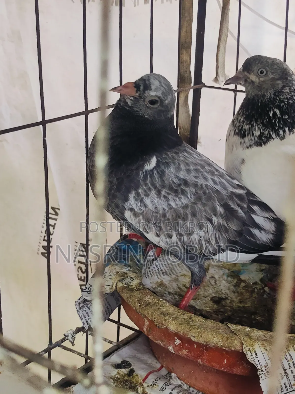 2 Pairs and 1 Girbaz Pigeon 3 Months Old (All 3-4 Months)