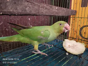 Green Ringneck Parrot