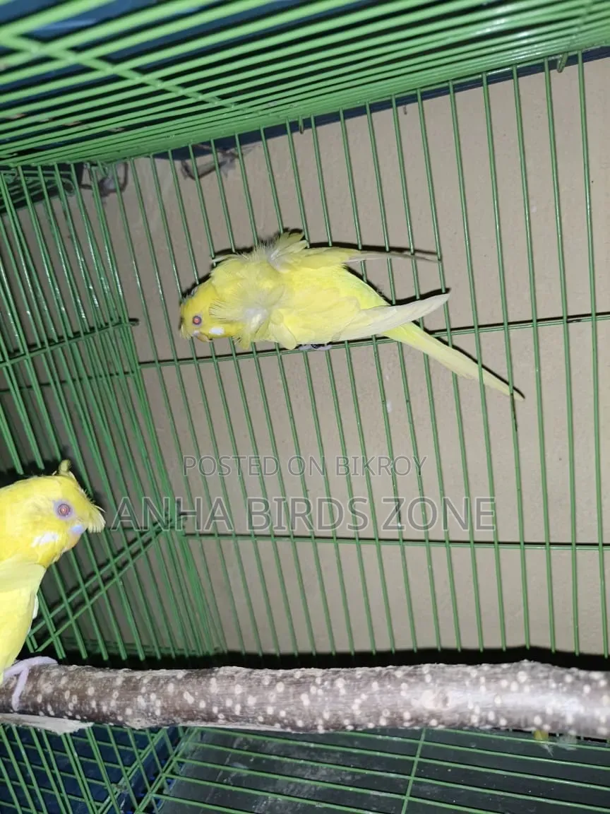 লুটিনো রেড আই ডাবল ফ্লাওয়ার জেপি