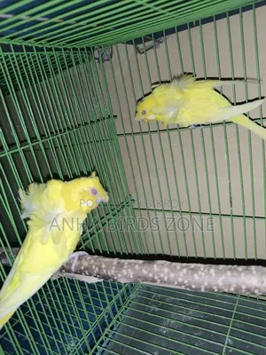 লুটিনো রেড আই ডাবল ফ্লাওয়ার জেপি