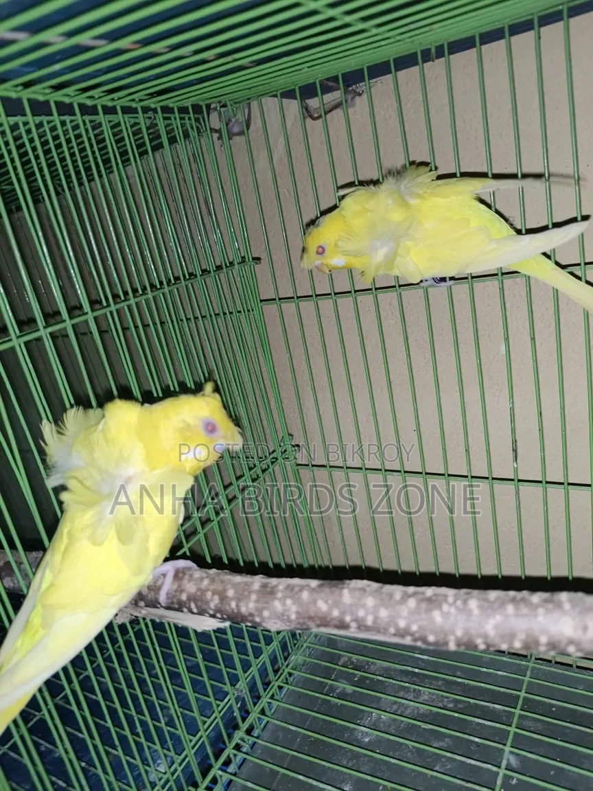 লুটিনো রেড আই ডাবল ফ্লাওয়ার জেপি