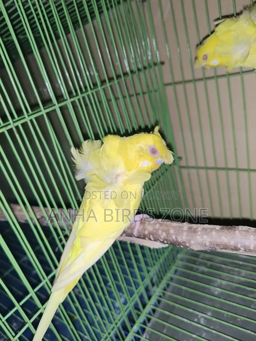 লুটিনো রেড আই ডাবল ফ্লাওয়ার জেপি