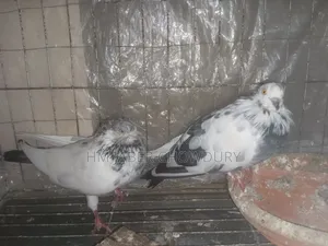 Active Pigeons