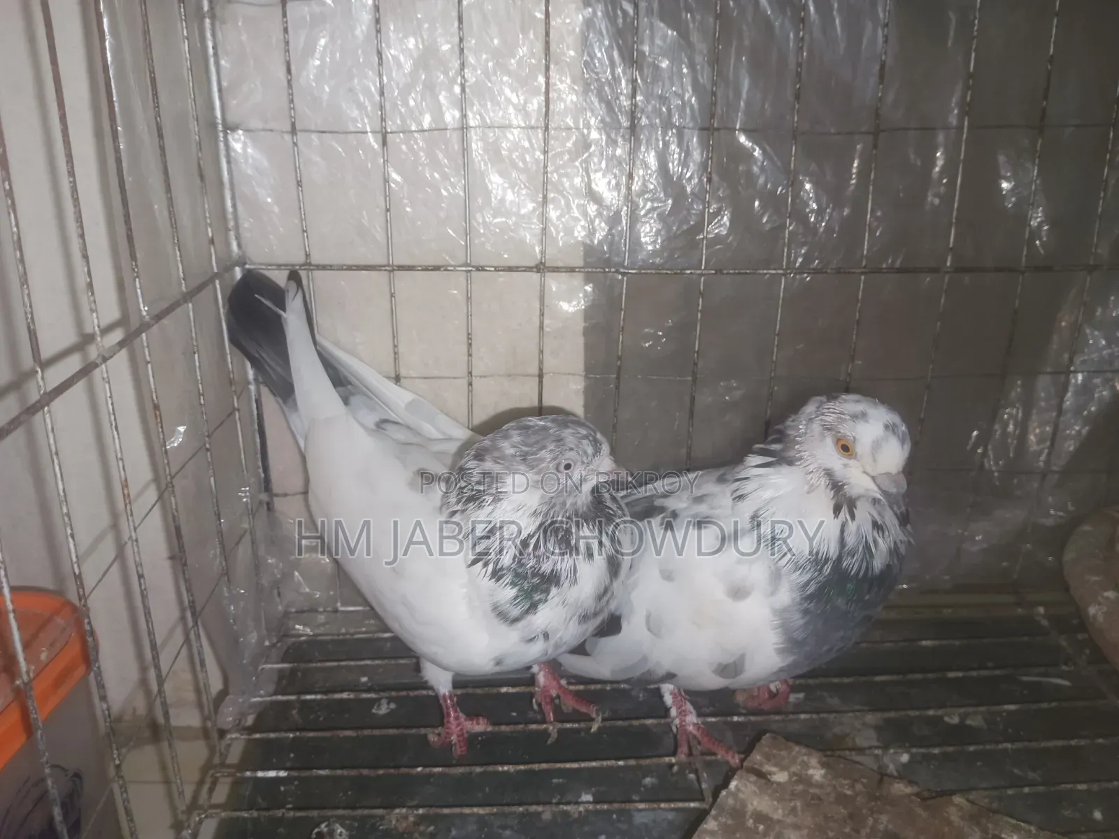 Active Pigeons
