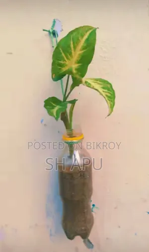 বিভিন্ন ধরনের আউটডোর এবং ইনডোর গাছ