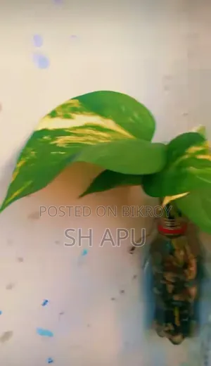 বিভিন্ন ধরনের আউটডোর এবং ইনডোর গাছ