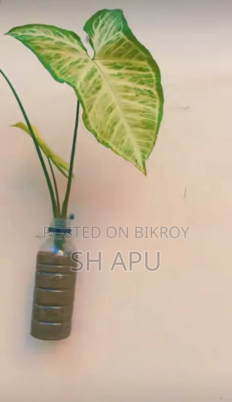 বিভিন্ন ধরনের আউটডোর এবং ইনডোর গাছ