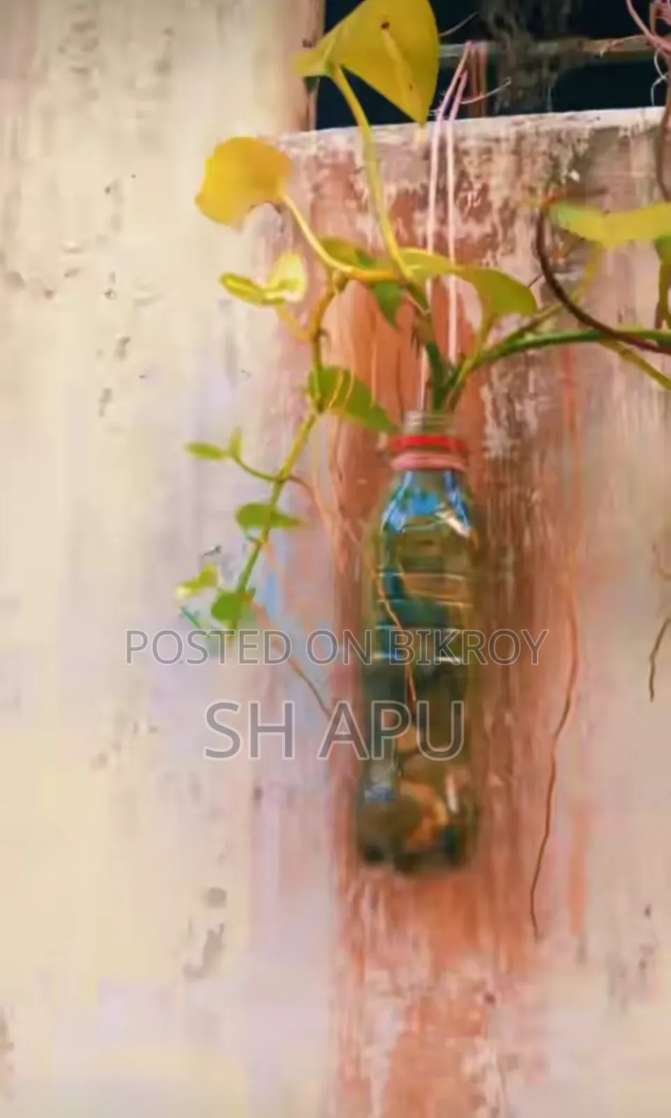 বিভিন্ন ধরনের আউটডোর এবং ইনডোর গাছ