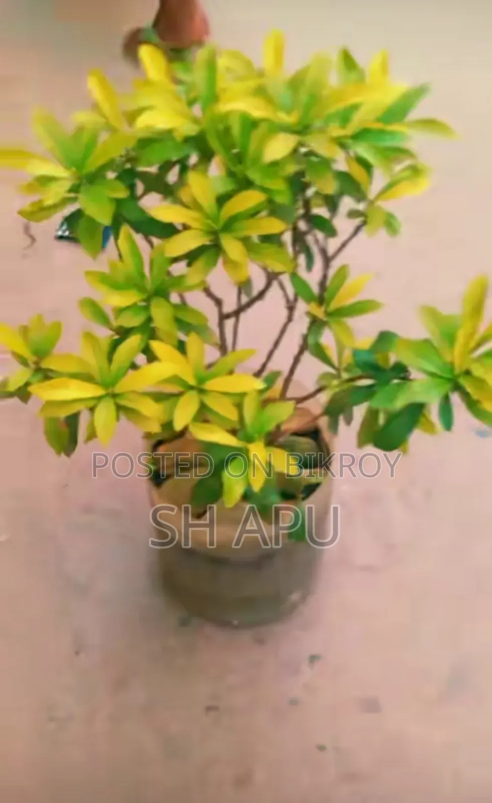 বিভিন্ন ধরনের আউটডোর এবং ইনডোর গাছ