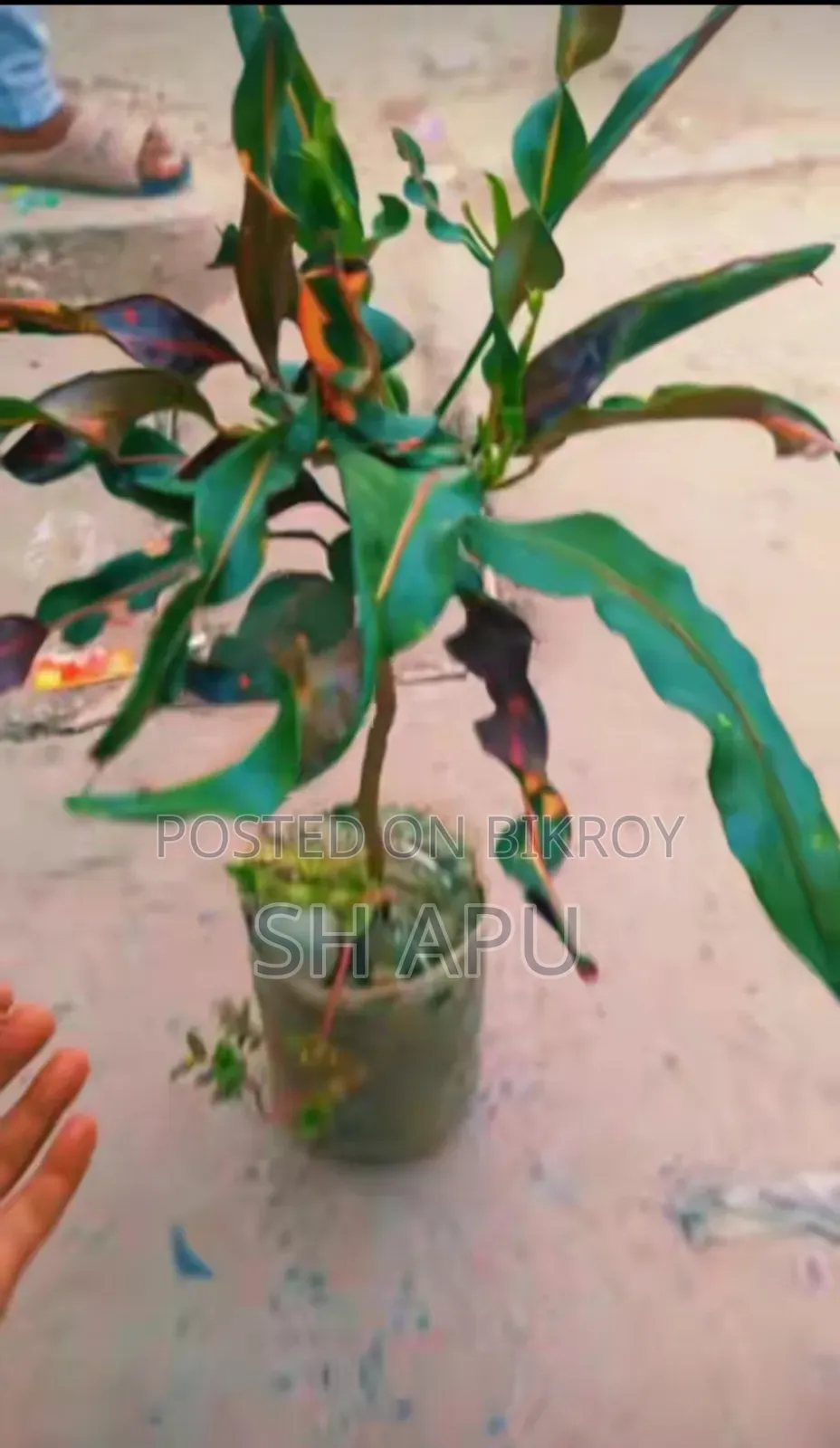 বিভিন্ন ধরনের আউটডোর এবং ইনডোর গাছ