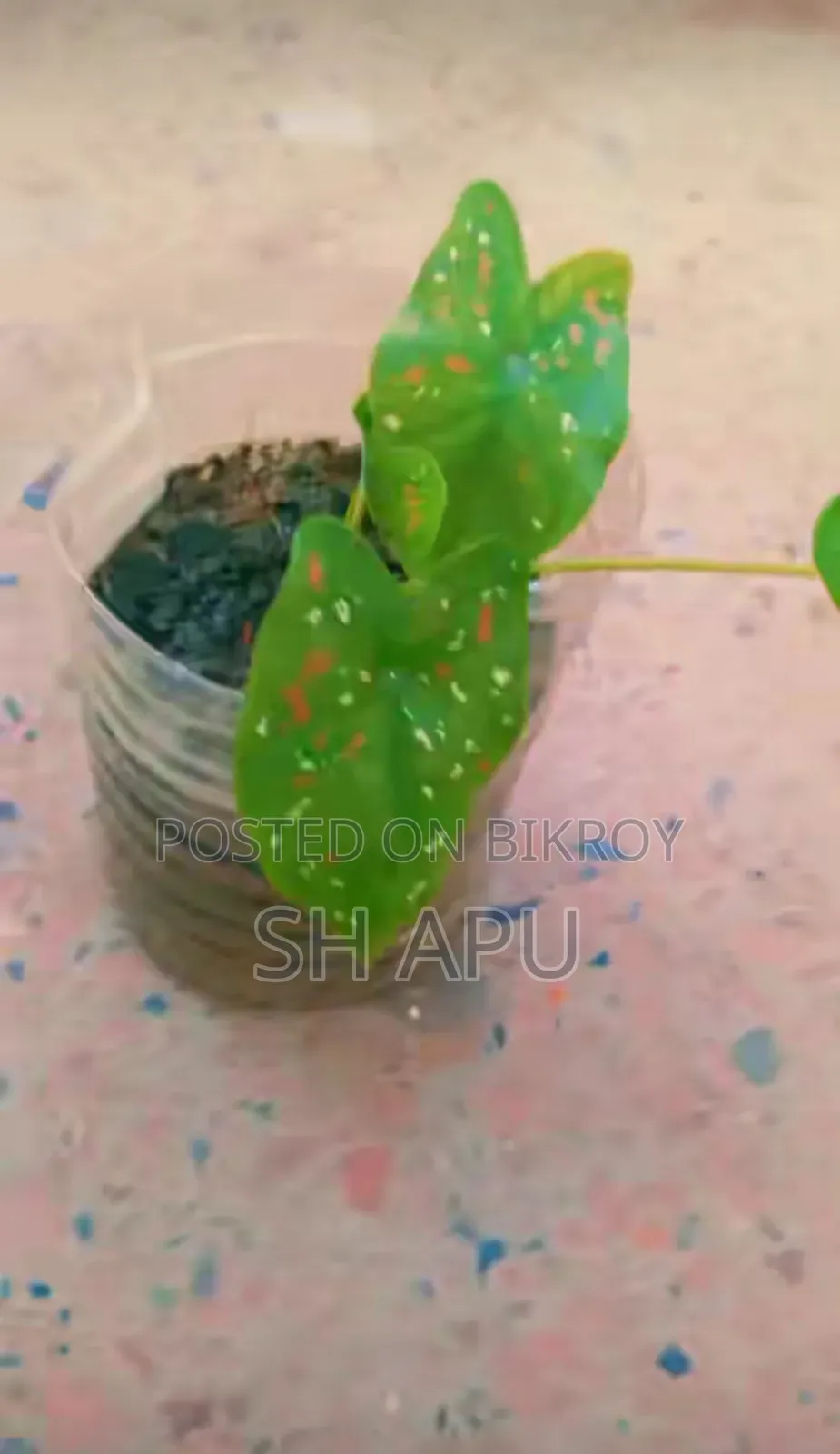 বিভিন্ন ধরনের আউটডোর এবং ইনডোর গাছ