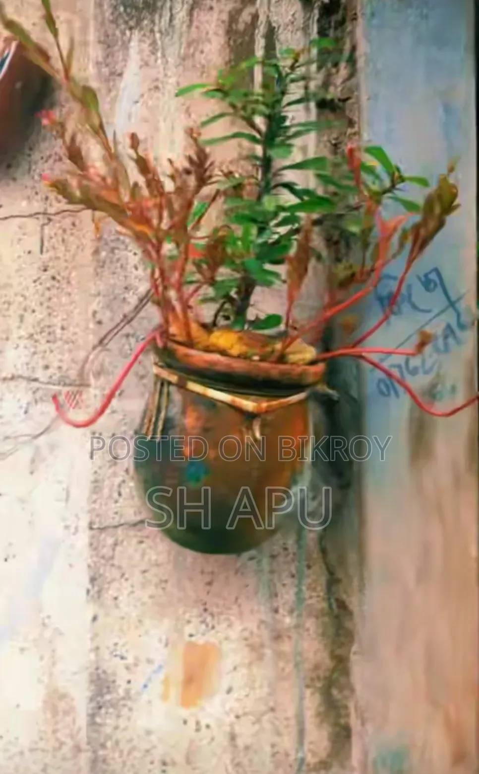 বিভিন্ন ধরনের আউটডোর এবং ইনডোর গাছ