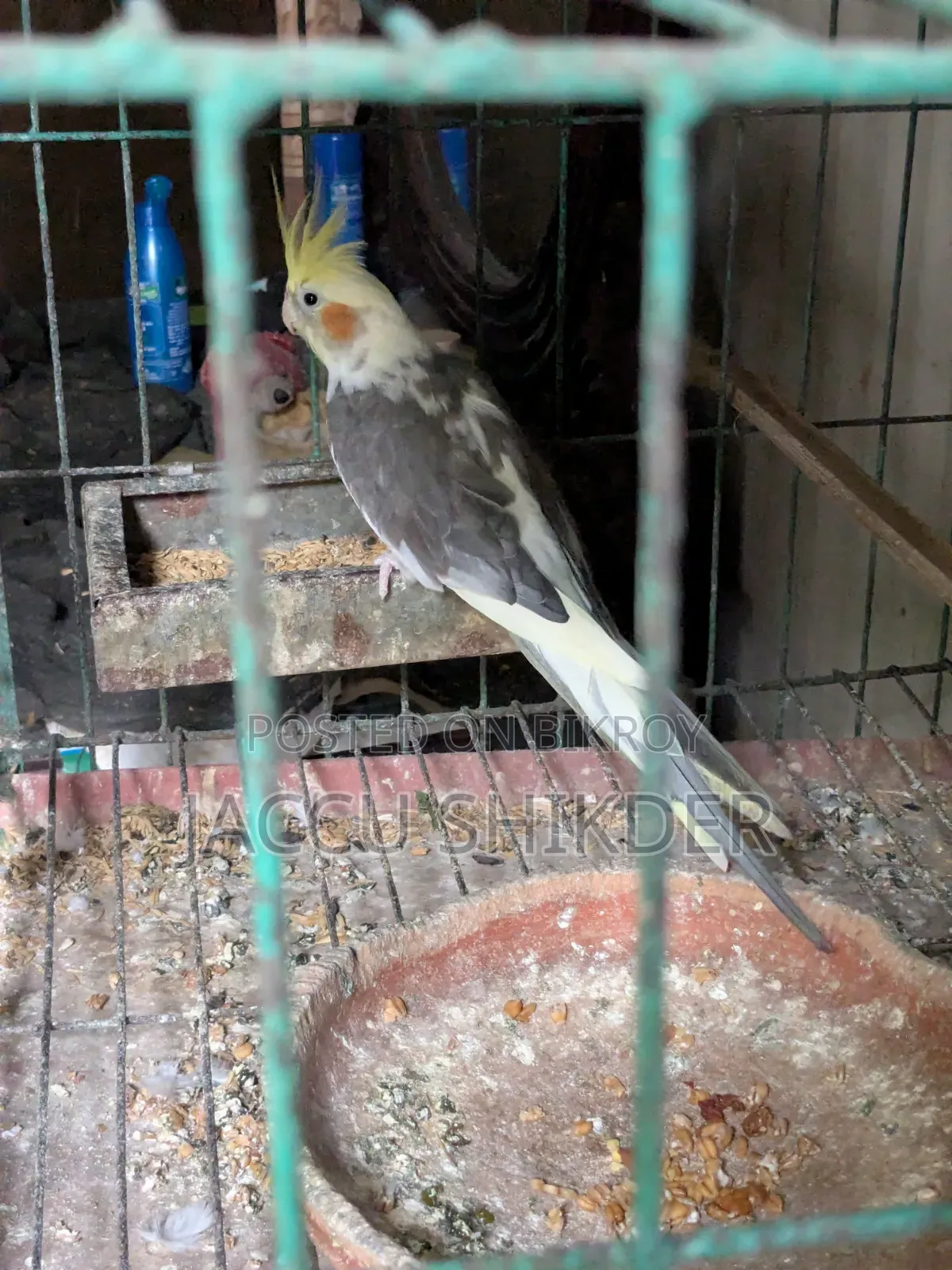 কোকাটেল পাখি