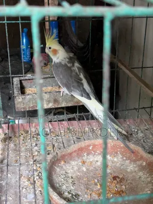 কোকাটেল পাখি