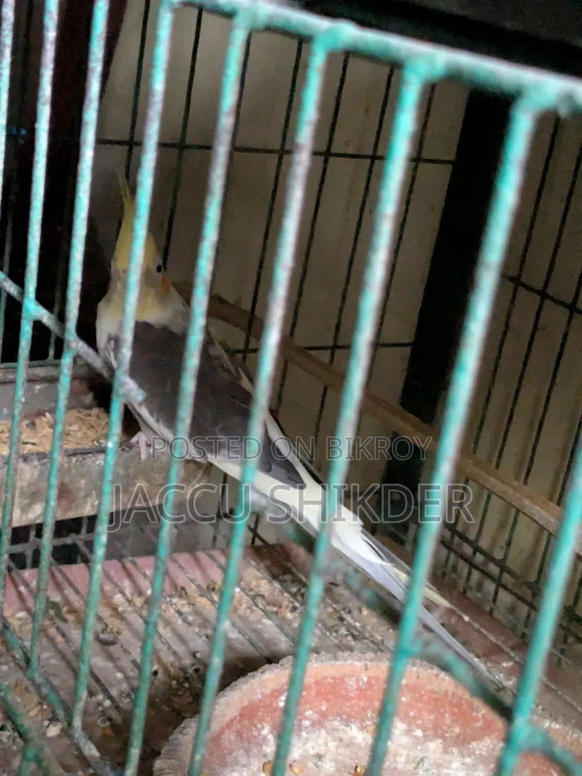 কোকাটেল পাখি