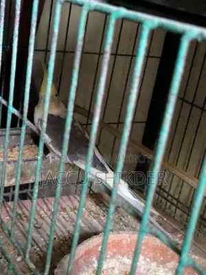 কোকাটেল পাখি