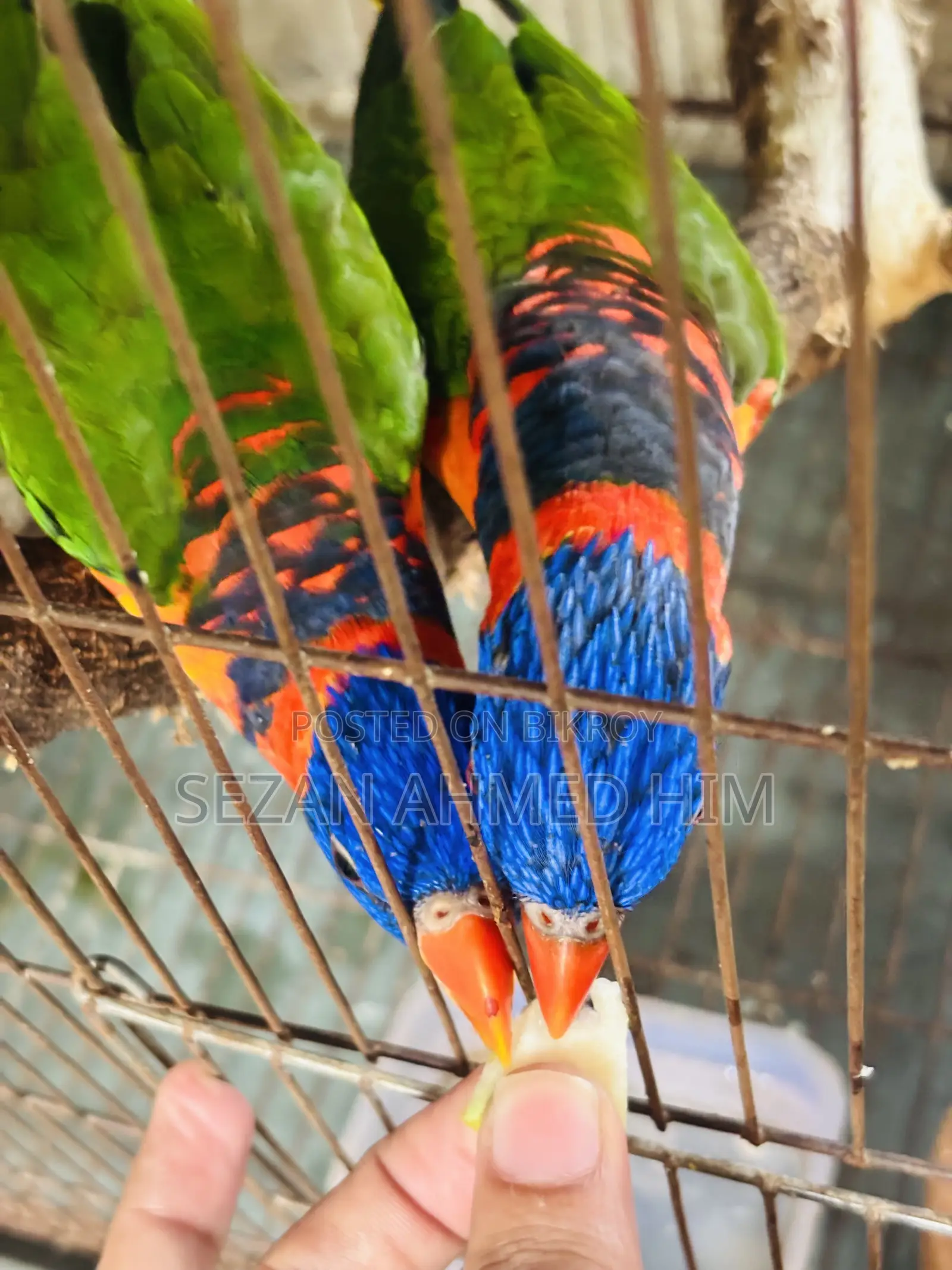 ১ জোড়া লরিকীট পাখি
