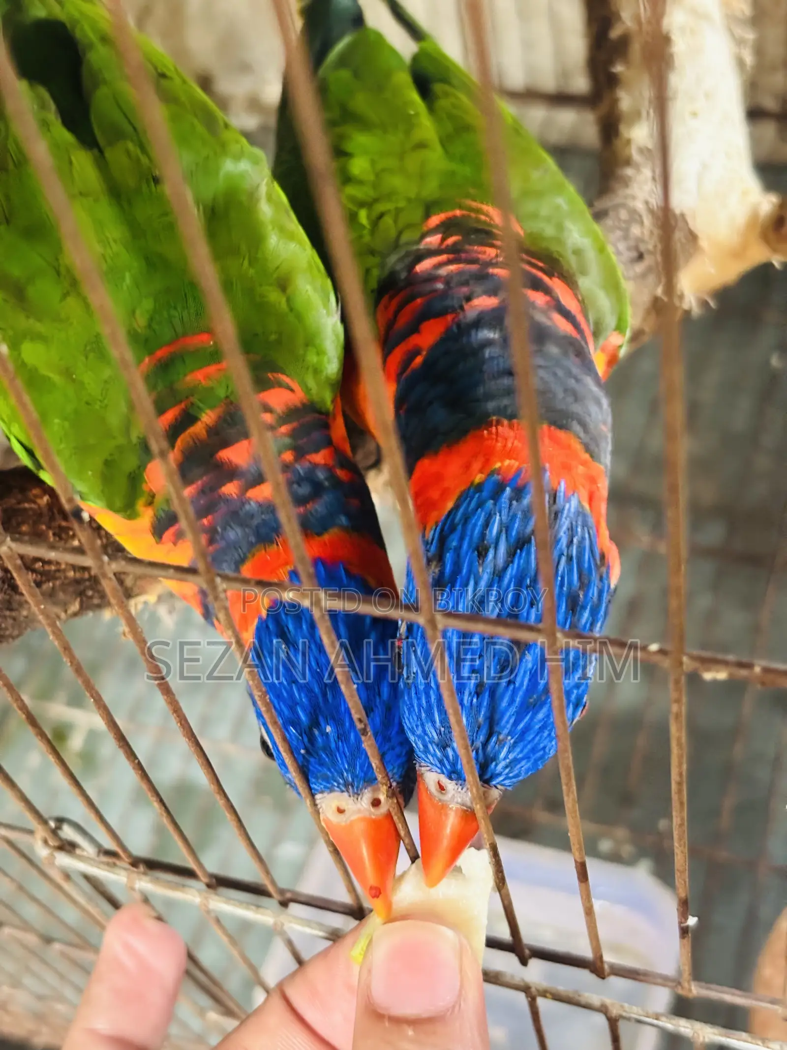 ১ জোড়া লরিকীট পাখি