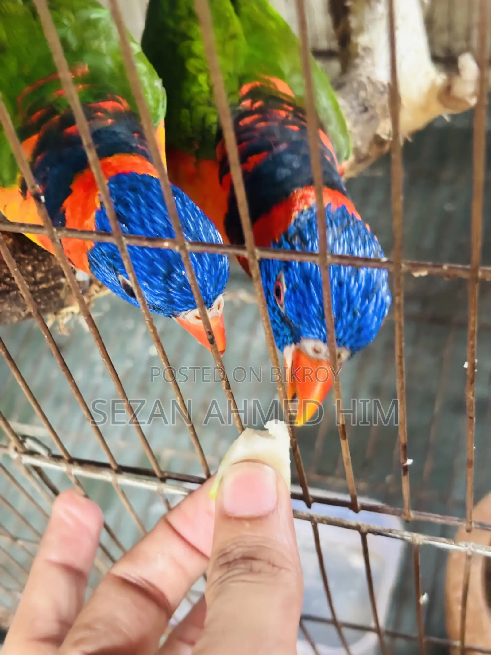 ১ জোড়া লরিকীট পাখি