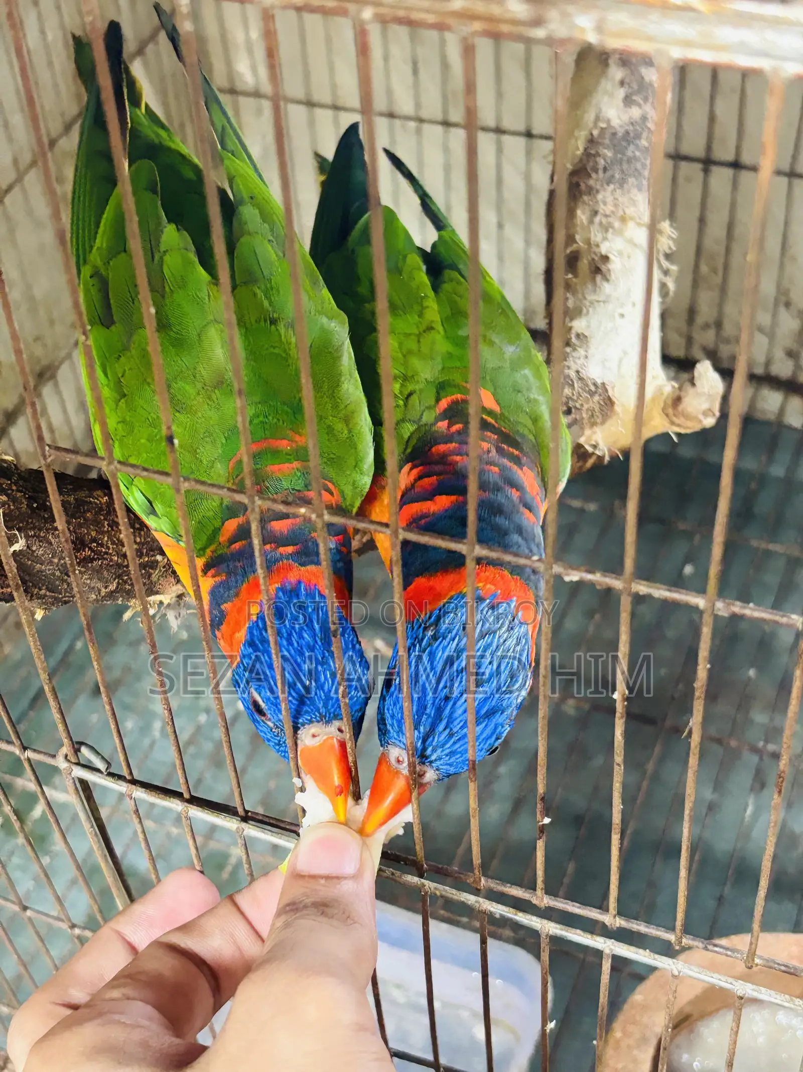 ১ জোড়া লরিকীট পাখি