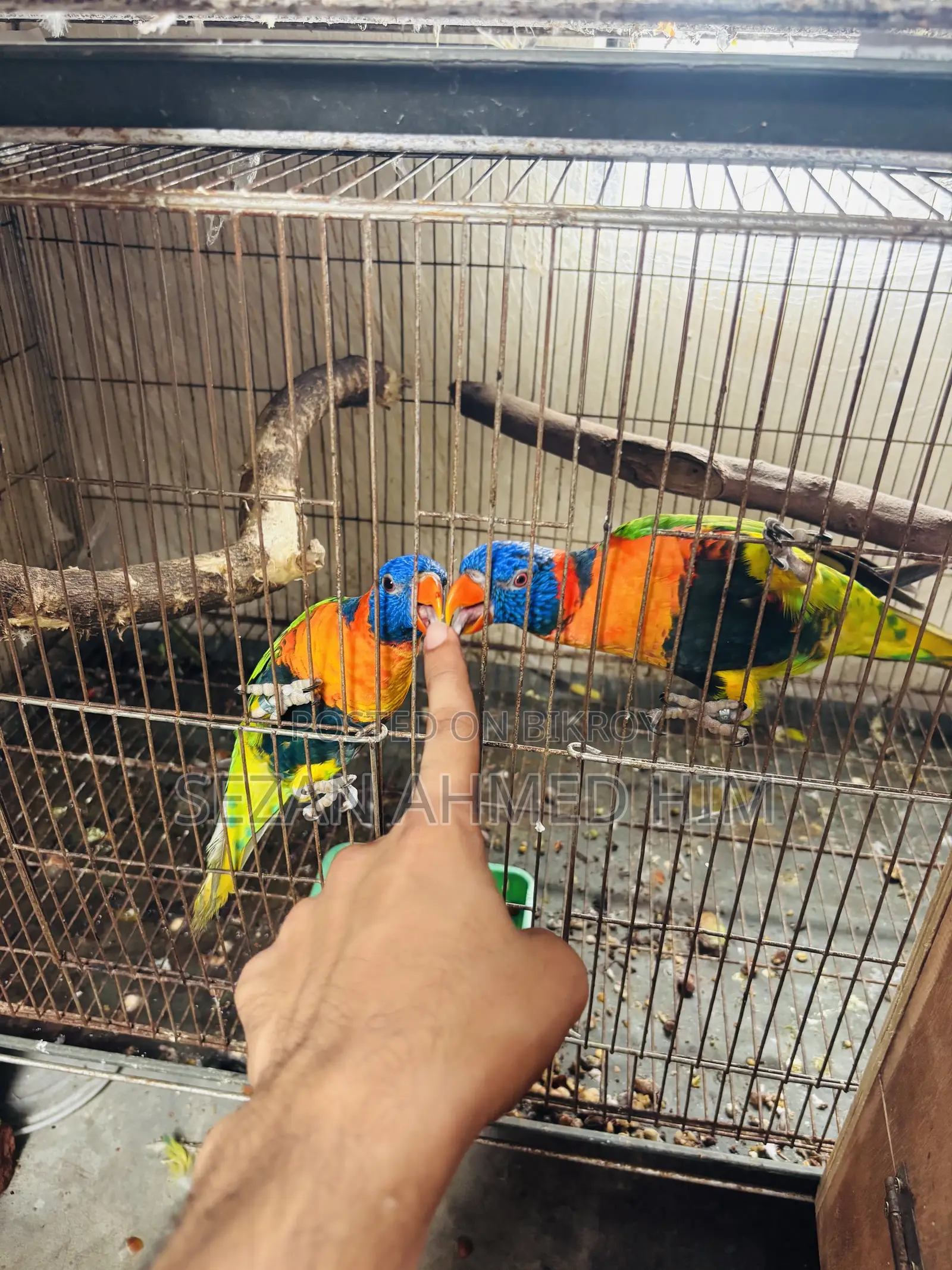 ১ জোড়া লরিকীট পাখি