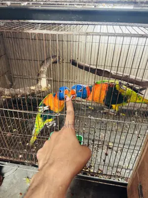 ১ জোড়া লরিকীট পাখি