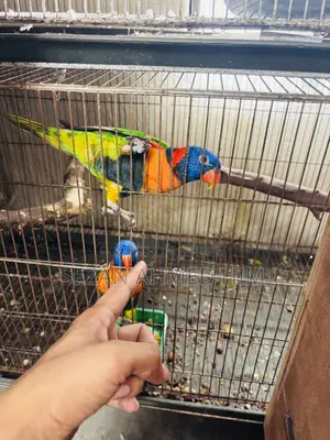 ১ জোড়া লরিকীট পাখি