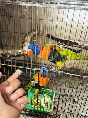 ১ জোড়া লরিকীট পাখি