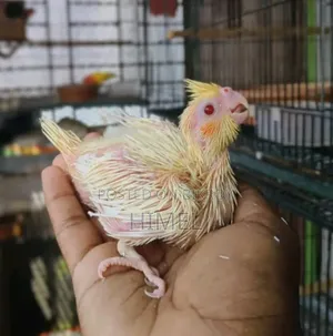 সুপার টেম সাইজের ককাটেল বেবি
