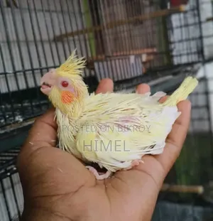 সুপার টেম সাইজের ককাটেল বেবি
