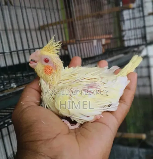 সুপার টেম সাইজের ককাটেল বেবি