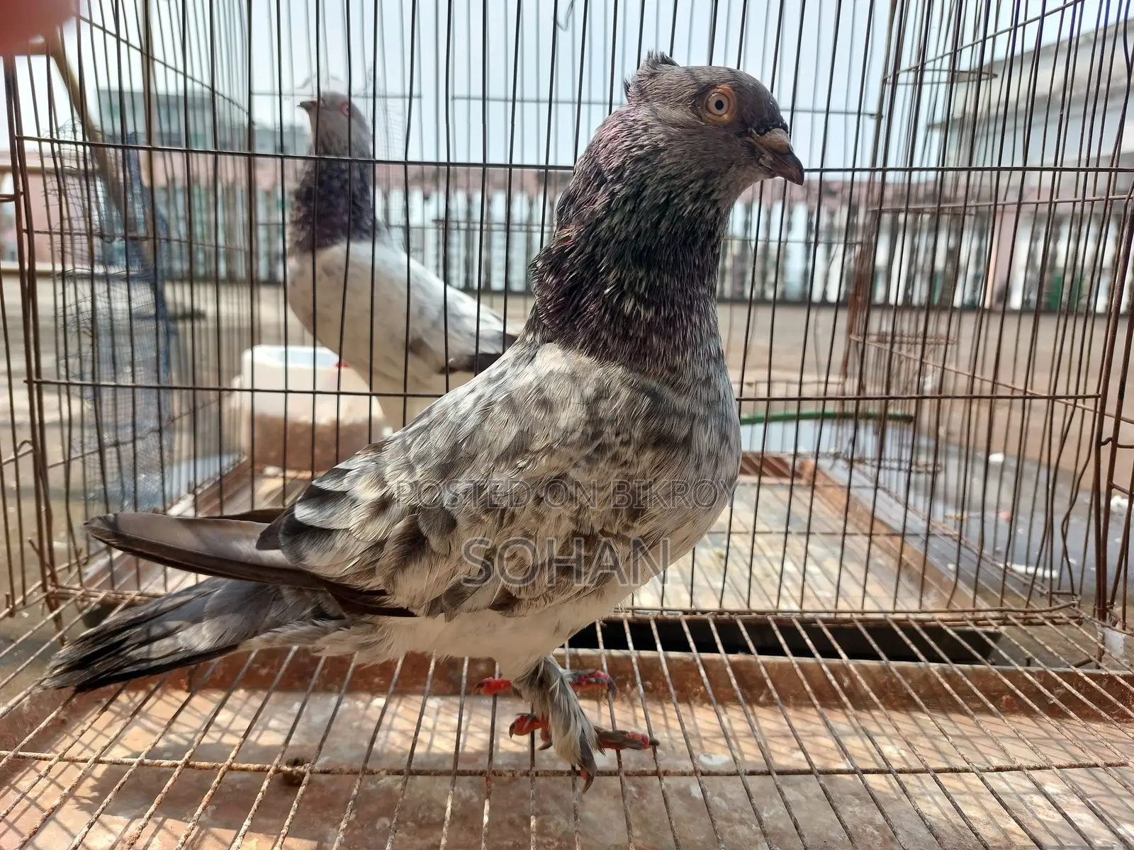 2 Male Pigeons For Sale