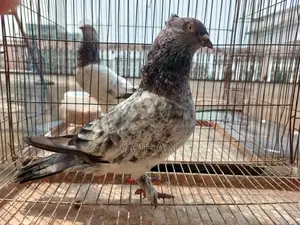 2 Male Pigeons For Sale