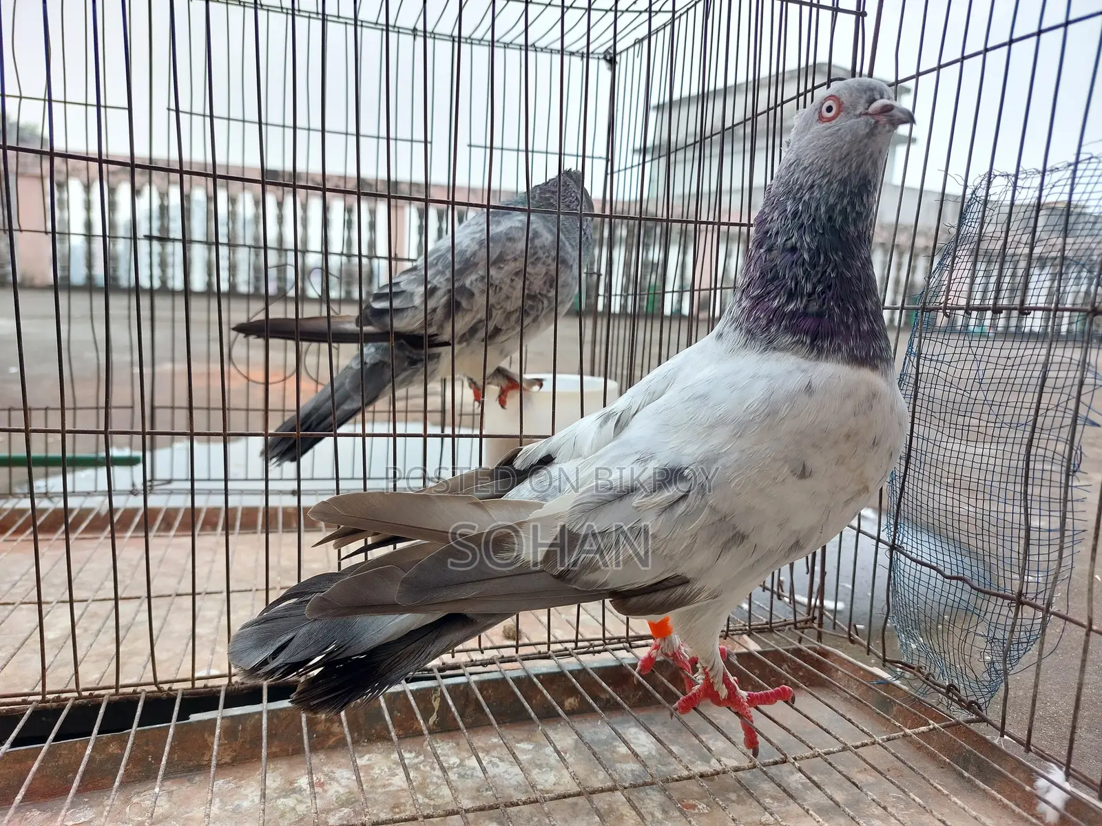 2 Male Pigeons For Sale