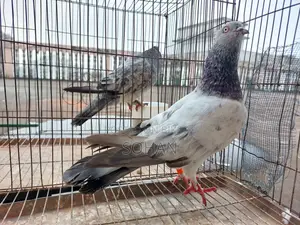 2 Male Pigeons For Sale